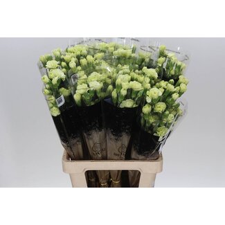 Freshy Trosanjer Jade