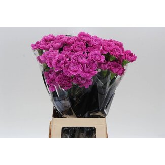 Freshy Anjer Lang Farida