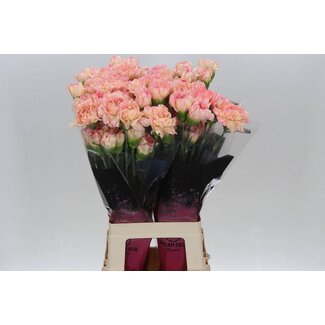 Freshy Anjer Lang Gioa