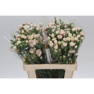 Freshy Trosanjer Lucia