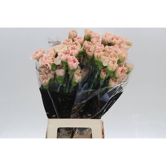 Freshy Anjer Lang Lege Marrone