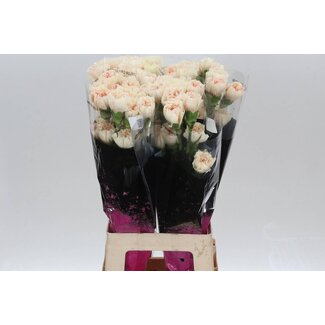 Freshy Anjer Lang Apple Tea