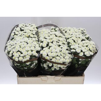 Freshy Chrysant santini Pizarro