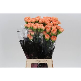 Freshy Anjer Lang Gobi