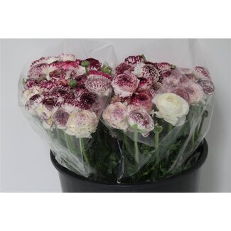 Freshy Ranunculus Eleg X50 Stipe Pastel