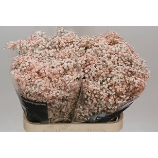 Freshy Gyps Kleurbehandeld Peach