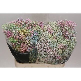 Freshy Gypsophila Gipskruid “Disco” | Kleur: Kleurbehandeld Gemengde Kleuren | Lengte ± 80 centimeter | Gewicht ± 40 gram per tak | Per 25 stelen