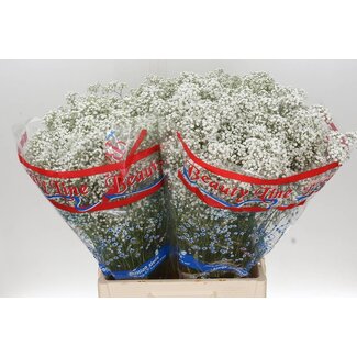 Freshy Gypsophila Paniculata Gipskruid “Million Star” | Kleur: Wit | Lengte ± 70 centimeter | Gewicht ± 14 gram per tak | Per 25 stelen