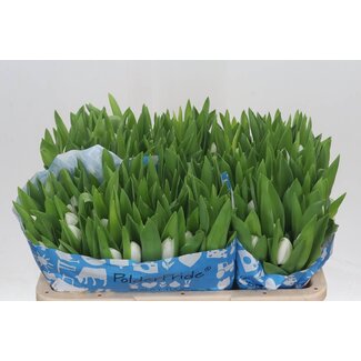 Freshy Enkelbloemige Tulp “Royal Virgin” | Kleur: Wit | Lengte ± 36 centimeter | Gewicht ± 36 gram per tak | Per 50 stelen