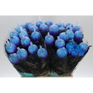 Freshy Chrysant deco Antonov Blue Lagoon