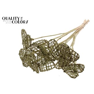 QC Rattan Lata Herz am Stiel | Farbe: Olivgrün | Flacher Steckstab | Länge ± 50 centimeter | 10 Steckstäbe pro Bund | Pro Bund