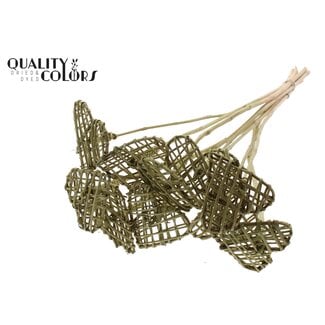 QC Rotan Lata Hart op stok | Kleur: Olijfgroen | Platte Bijsteker | Lengte ± 50 centimeter | 10 bijstekers per bos | Per bos