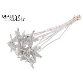 QC Rotin Lata Étoile sur tige | Couleur: Blanc | Pique plat | Longueur ± 50 centimeter | 10 piques par bouquet