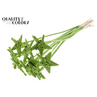 QC Rotin Lata Ster sur tige | Couleur: Lichtgroen -> wait I mistakenly left Dutch. Need corrected: "Rotin Lata Ster sur tige | Couleur: Vert clair | Pique plate | Longueur ± 50 centimeter | 10 piques par botte"