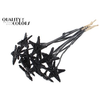 QC Rotan Lata Ster op stok | Kleur: Zwart | Platte Bijsteker | Lengte ± 50 centimeter | 10 bijstekers per bos