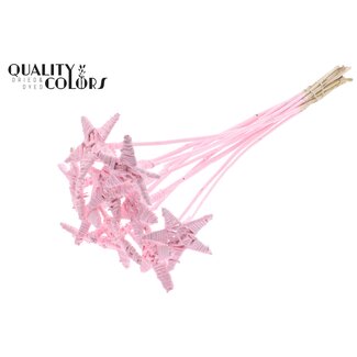QC Rattan Lata Star on stick | Colour: Lightpink | Flat pick | Length ± 50 centimetre | 10 picks per bunch