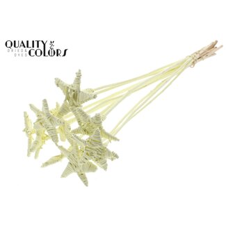 QC Rattan Lata Stern auf Stab | Farbe: Cremefarben | Flacher Beistecker | Länge ± 50 centimeter | 10 Beistecker pro Bund