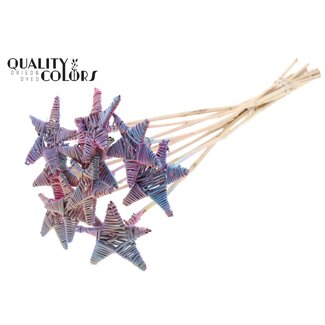 QC Rotan Lata Ster op stok | Kleur: Verloop Roze | Platte Bijsteker | Lengte ± 50 centimeter | 10 bijstekers per bos