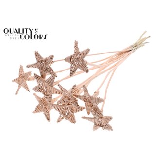 QC Rotin Lata étoile sur tige | Couleur: abricot | Piquet plat | Longueur ± 50 centimeter | 10 piquets d'appoint par bouquet
