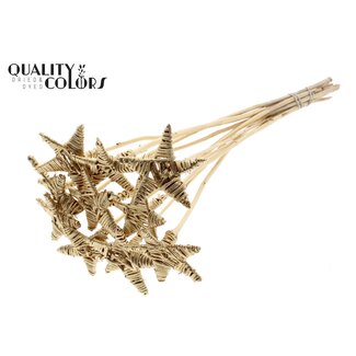 QC Rotin Lata Étoile sur tige | Couleur: Antique doré | Pique plate | Longueur ± 50 centimeter | 10 piques par bouquet