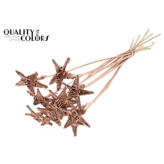 QC Rotin Lata Étoile sur tige | Couleur: Cuivré | Pique plate | Longueur ± 50 centimeter | 10 piques par botte