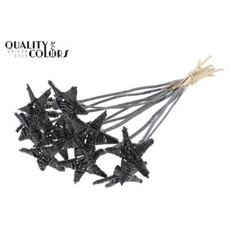 QC Rattan Lata Stern am Stab | Farbe: Metallic Graphit | Flacher Beistecker | Länge ± 50 Zentimeter | 10 Beistecker pro Bund