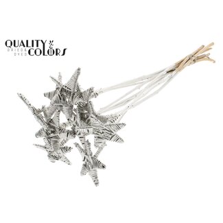 QC Rotan Lata Ster op stok | Kleur: Platinakleurig | Platte Bijsteker | Lengte ± 50 centimeter | 10 bijstekers per bos