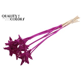 QC Rotan Lata Ster op stok | Kleur: Lilakleurig | Platte Bijsteker | Lengte ± 50 centimeter | 10 bijstekers per bos