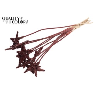 QC Rattan Lata Star on stick | Colour: Brown | Flat stake | Length ± 50 centimetre | 10 stakes per bunch
