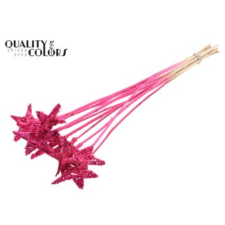 QC Rattan Lata Stern am Stab | Farbe: Kirschfarben | Flacher Stecker | Länge ± 50 centimeter | 10 Stecker pro Bund