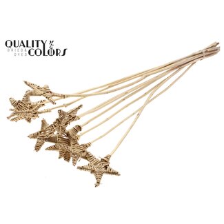 QC Rotin Lata Étoile sur tige | Couleur: Doré antique | Piquet plat | Longueur ± 50 centimeter | 10 piquets par bouquet