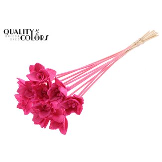QC Shola Queen Flower on stem | Colour: Cherry-coloured | Shola Queen Flower | Length ± 50 centimetre | 10 filler stems per bunch