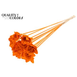 QC Shola Queen Fleur sur tige | Couleur : Orange | Shola Queen Flower | Longueur ± 50 centimeter | 10 tiges supplémentaires par bouquet