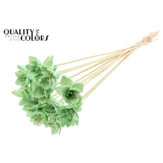 QC Shola Queen Bloem op stok | Kleur: Mintgroen | Shola Queen Flower | Lengte ± 50 centimeter | 10 bijstekers per bos