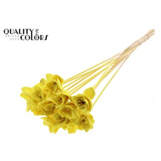 QC Shola Queen Bloem op stok | Kleur: Geel | Shola Queen Flower | Lengte ± 50 centimeter | 10 bijstekers per bos