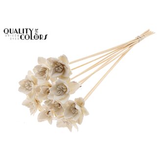 QC Shola Queen Flower on stem | Colour: Natural White | Shola Queen Flower | Length ± 50 centimeter | 10 extra picks per bunch