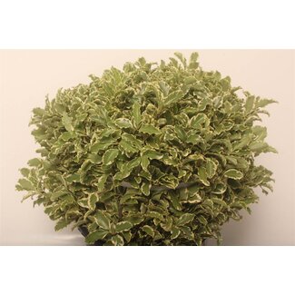 Freshy Pitto Portugal Stems 10 (p. bos)