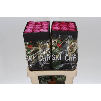 Freshy R Eq Deep Purple