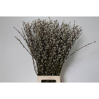 Freshy Salix Caprea “Snow Flake” | Kleur: Wit | Lengte ± 70 centimeter | Per 100 takken