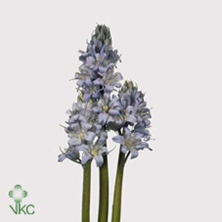 Freshy Scilla “Blauw” | Kleur: Gemengde Kleuren | Lengte ± 38 centimeter | Per 50 stelen