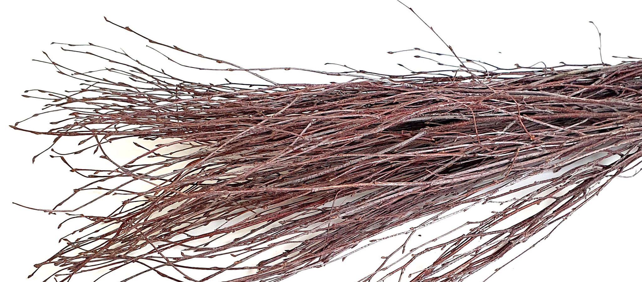 Betula (Berkentakken) voor B2B | Natuurlijke Decoratie via B2B Flowers