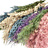 Cortaderia (Herbe des pampas)