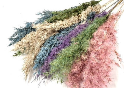 Cortaderia (Pampasgras): Dé Interieurtrend voor B2B | B2B Flowers