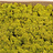 Cladonia (Mousses)