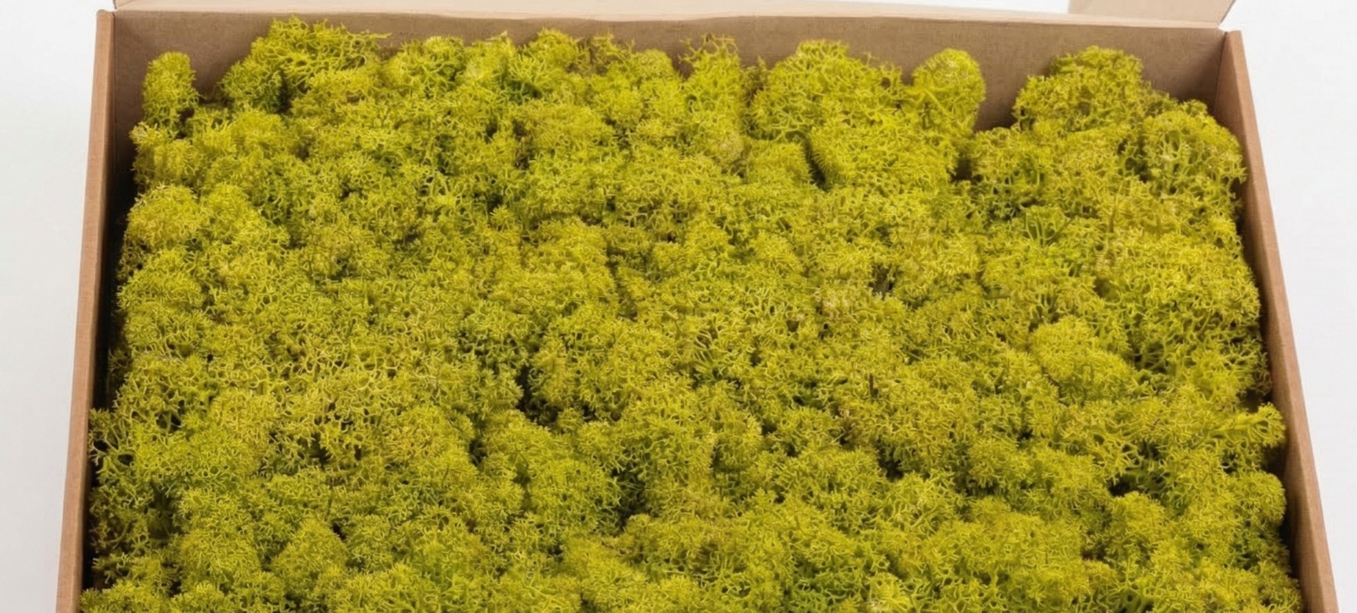 Cladonia (Mossen): Natuurlijke Textuur voor Professionals | B2B Flowers