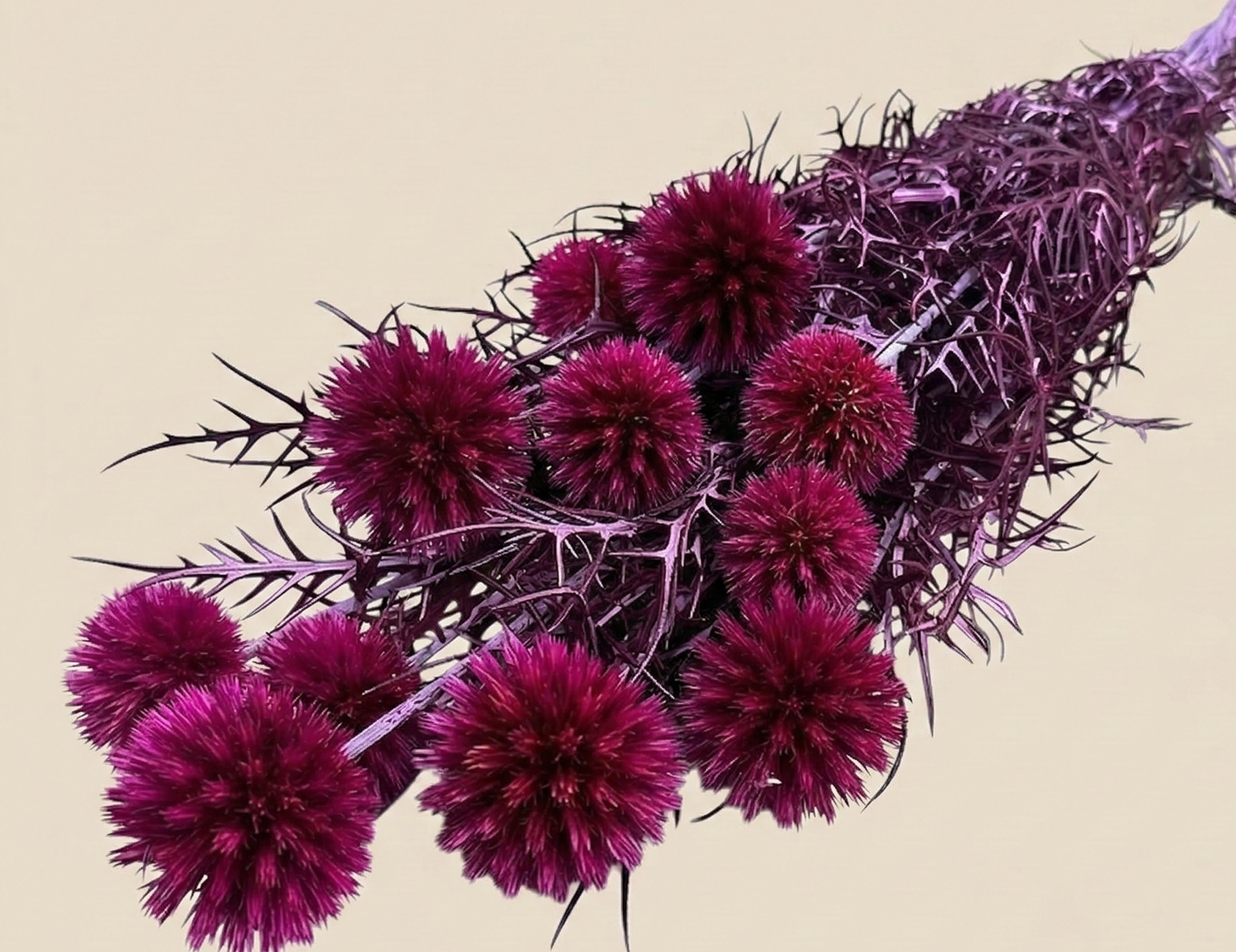 Gepreserveerde Echinops (Kogeldistel) | B2B Flowers