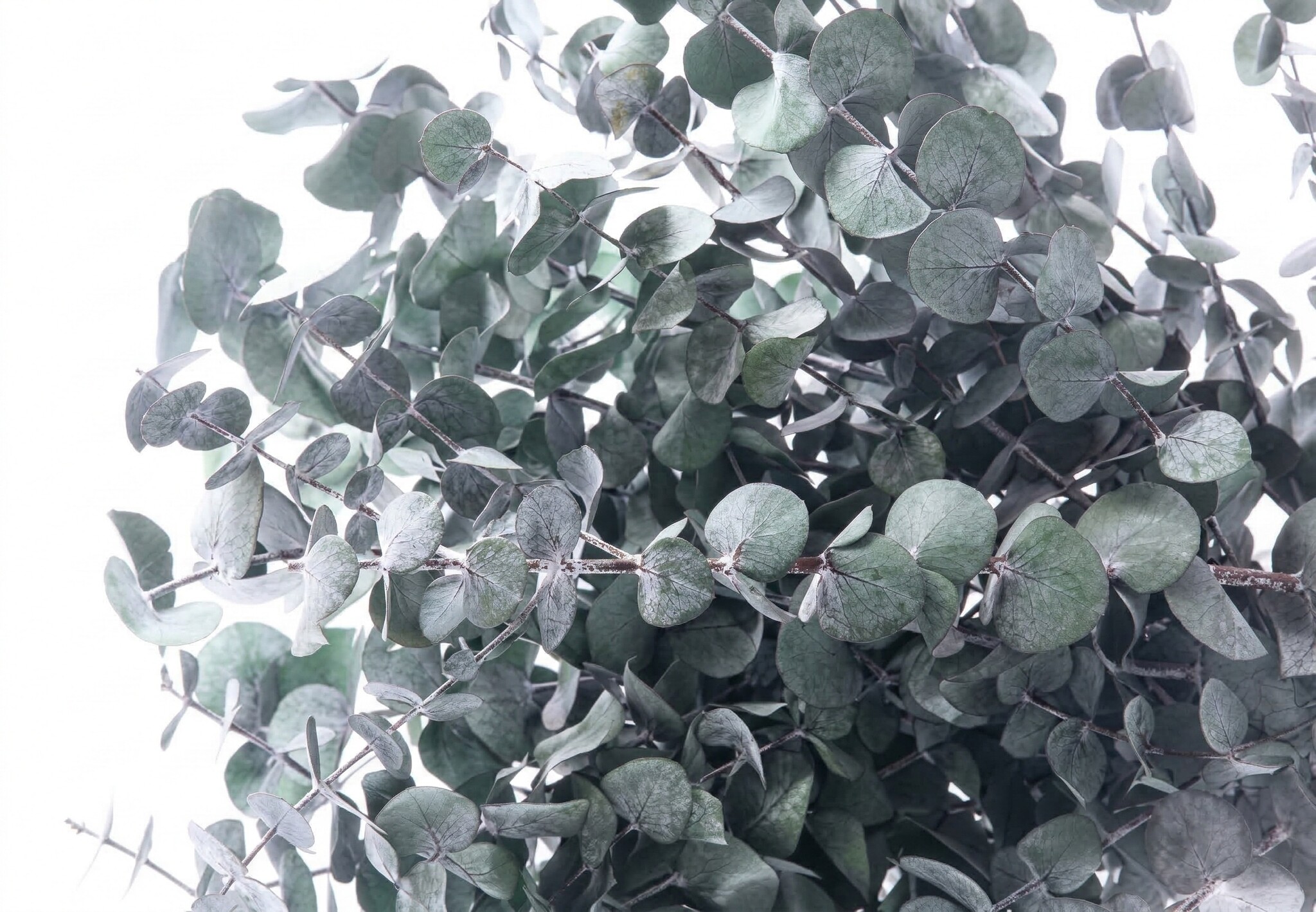 Gepreserveerde Eucalyptus: Blijvende Frisheid | B2B Flowers