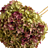 Hydrangea (Hortensie)