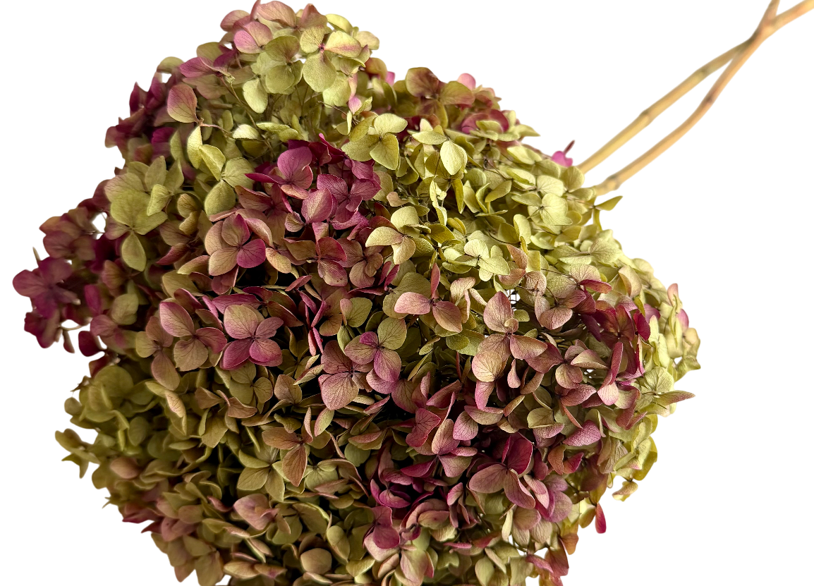 Gepreserveerde Hydrangea: Luxe Hortensia voor jouw B2B project | B2B Flowers