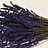 Lavandula (Lavande)